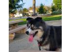 Adopt Fluke a Black - with Gray or Silver Border Collie / Husky / Mixed dog in