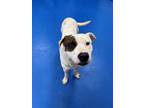 Adopt Roman a White American Pit Bull Terrier / Mixed dog in Lancaster