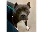 Adopt Robin Pooh Bear 52654 a Black - with White American Pit Bull Terrier /