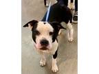 Adopt Rankin Dandy 52653 a White - with Black American Pit Bull Terrier / Mixed