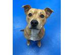 Adopt Kingston a Tan/Yellow/Fawn American Pit Bull Terrier / Mixed dog in