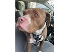 Adopt Princess a Brown/Chocolate - with White Boxer / Pit Bull Terrier / Mixed