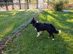 Adopt Trouble a Black - with White Border Collie / Mixed dog in Hinsdale