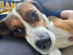 Adopt Kenna a Tan/Yellow/Fawn - with Black Beagle / Boxer / Mixed dog in