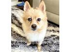 Adopt Rocky a Tan/Yellow/Fawn Pomeranian / Mixed dog in Boulder, CO (37126048)
