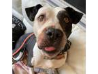 Adopt Grandpa a Great Dane / Pit Bull Terrier / Mixed dog in Spring Hill