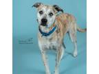 Adopt Libro a Catahoula Leopard Dog / Terrier (Unknown Type