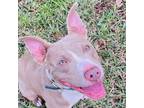 Adopt Raja 23648 a Gray/Silver/Salt & Pepper - with Black Pit Bull Terrier /