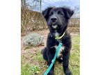 Adopt Dixie a Black - with White Husky / German Shepherd Dog / Mixed dog in