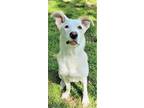 Adopt PUPPY SQUEAKERS a White Shepherd (Unknown Type) / Mixed dog in Norfolk
