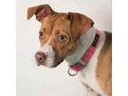 Adopt Pearl a Brown/Chocolate Mixed Breed (Medium) / Mixed dog in Saugerties
