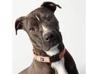 Adopt Cruz a Black Mixed Breed (Medium) / Mixed dog in Saugerties, NY (37124855)