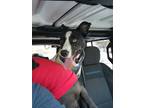 Adopt Charlie a Black - with White Husky / Bull Terrier / Mixed dog in Greeley
