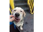 Adopt Luke a Tricolor (Tan/Brown & Black & White) Beagle / Corgi / Mixed dog in