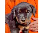 Rottweiler Puppy for sale in Valley Center, KS, USA