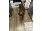Adopt Daisy a Brown/Chocolate Labrador Retriever / Mixed dog in San Jose