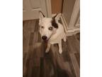Adopt Cali a White - with Brown or Chocolate Husky / Pomeranian / Mixed dog in