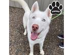 Adopt Blitz a Tan/Yellow/Fawn Husky / Mixed dog in Tangent, OR (37123850)