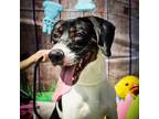 Adopt Spot a Black Beagle / Pointer / Mixed dog in Lyndhurst, VA (37123750)