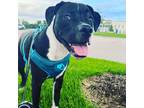 Adopt Oreo a Black - with White Boxer / Labrador Retriever / Mixed dog in