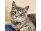 Adopt Kuma a Gray or Blue Domestic Shorthair / Mixed cat in Laredo
