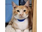 Adopt Manolo a Tan or Fawn Domestic Shorthair / Mixed cat in Laredo