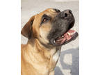 Adopt Minnie a Black Mastiff / Mixed dog in St. Catharines, ON (37122913)