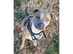 Adopt Lace a Brindle - with White Pointer / Terrier (Unknown Type