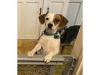 Adopt Cody a Tricolor (Tan/Brown & Black & White) Beagle / Terrier (Unknown
