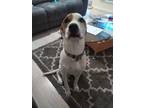 Adopt Polar a White - with Tan, Yellow or Fawn Boxer / American Pit Bull Terrier