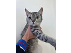 Adopt Sarah a Gray or Blue Egyptian Mau (short coat) cat in West Hartford
