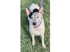 Adopt Cookie (Stormi) a White Australian Cattle Dog / Mixed dog in Elkhorn