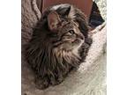 Sarah, Norwegian Forest Cat For Adoption In San Antonio, Texas