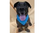 Adopt Waddles a Brindle Basset Hound / Mixed dog in Key West, FL (33418615)