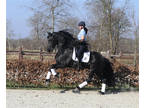 INCREDIBLE First level Dressage 7 years old FRIESIAN Gelding For Sale.