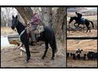 Available on [url removed] - Standardbred Draft Cross - Drives, Trails