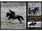 Available on [url removed] - Friesian X Hackney - Driving, Jumping, Trails