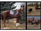 Available on [url removed] - AQHA - Family friendly, Trail riding, Packing