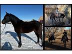 Available on [url removed] - Appaloosa/ Draft X - Quiet trail horse, Safe