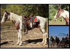 Available on [url removed] - Spotted Saddle Horse - Trails, Gaited