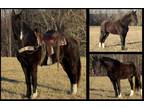 Available on [url removed] - Tennessee Walking Horse - Trail Riding, Gaited