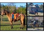 Available on [url removed] - Quarter Horse - Ranch Horse, Trail Horse
