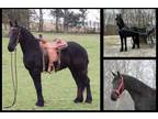 Available on [url removed] - Friesian - Trail Riding, Driving