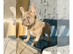 French Bulldog PUPPY FOR SALE ADN-541920 - EXOTIC ISABELLA SIBLINGS