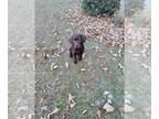 Labrador Retriever PUPPY FOR SALE ADN-541678 - Chocolate lab puppy