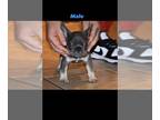 French Bulldog PUPPY FOR SALE ADN-541750 - Puppy French bulldogs