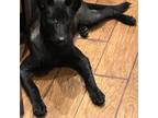 Belgian Malinois Puppy for sale in Branson, MO, USA