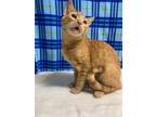 Adopt Oly a Orange or Red Domestic Shorthair / Domestic Shorthair / Mixed cat in