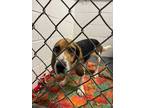 Adopt Cedar a Tan/Yellow/Fawn Beagle / Basset Hound / Mixed dog in Lincoln