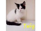 Adopt Twig a Black & White or Tuxedo Domestic Shorthair (short coat) cat in